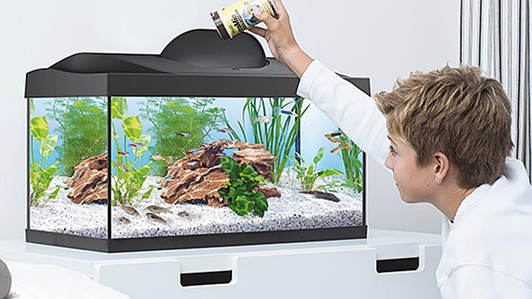 Guía rápida para saber qué acuario necesitan tus peces