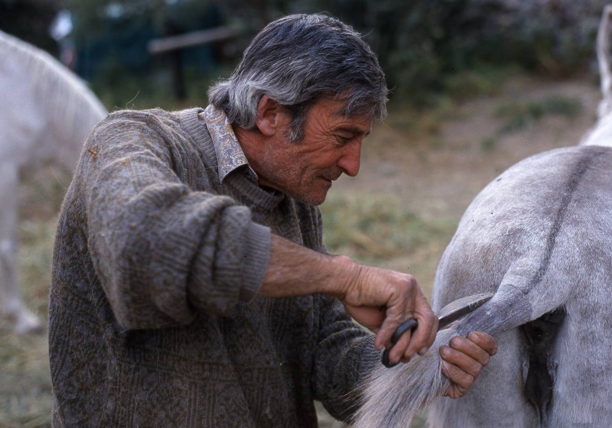 Miguel, pelador de burros en plena faena, es uno de los protagonistas de los cien oficios del libro.