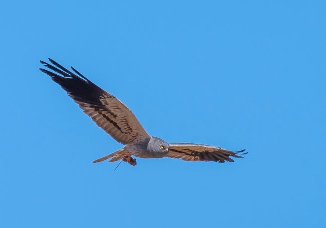 Un aguilucho cenizo en pleno vuelo.