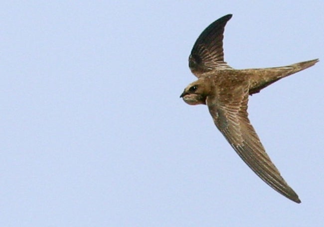 Vuelo de vencejo común.