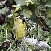 Un pájaro macho «lugano» come las semillas de un aliso.