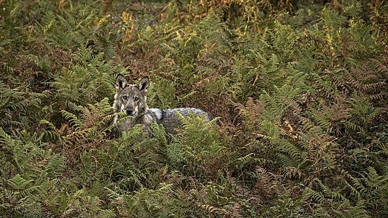 Un fotógrafo tras las huellas del lobo en sus nuevos territorios