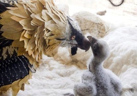 Detenido un cazador por matar a tiros a un pollo de quebrantahuesos en Albacete