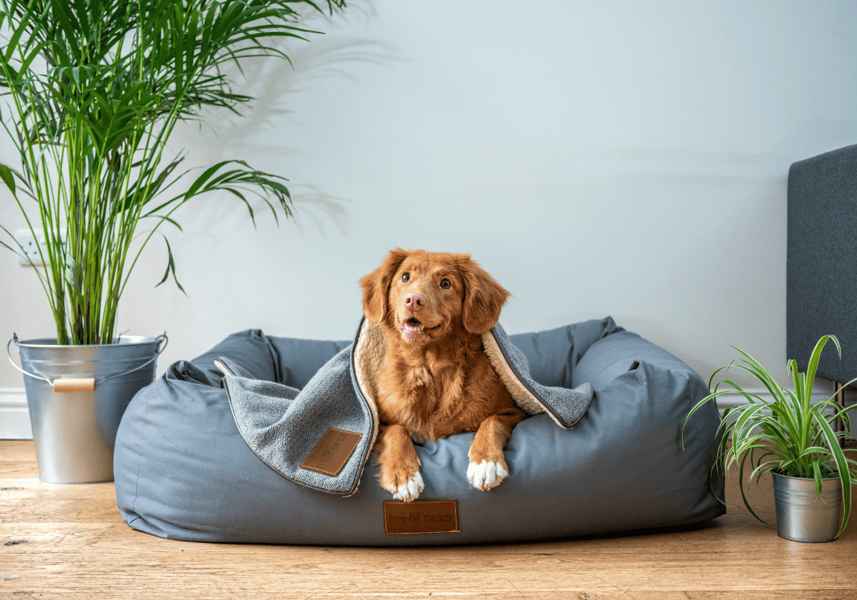 Que tu mejor amigo no pase frío este otoño. ¡Estas son las camas de mascotas calentitas mejor valoradas de Amazon!