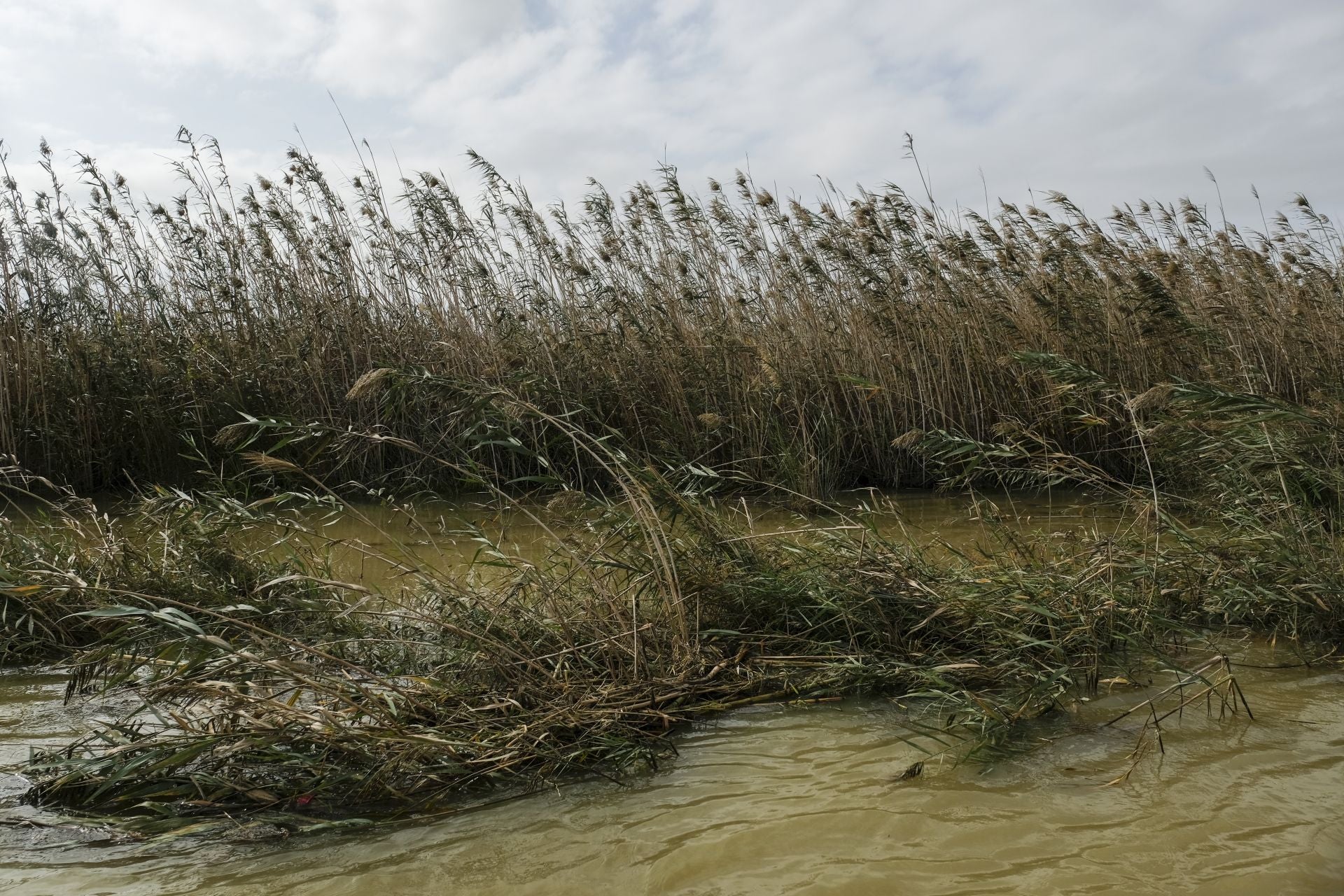 La Albufera es un mar de agua dulce que ocupa unas tres mil hectáreas de superficie 