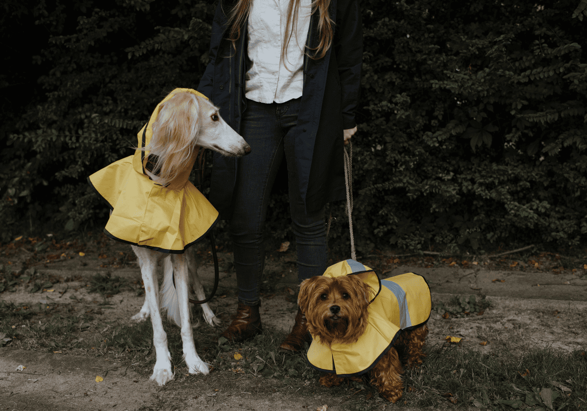 No los dejes en casa, aunque llueva: échales un ojo a estos chubasqueros para perros