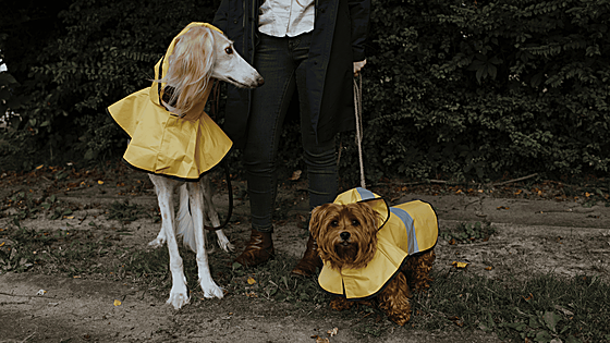 No los dejes en casa, aunque llueva: échales un ojo a estos chubasqueros para perros
