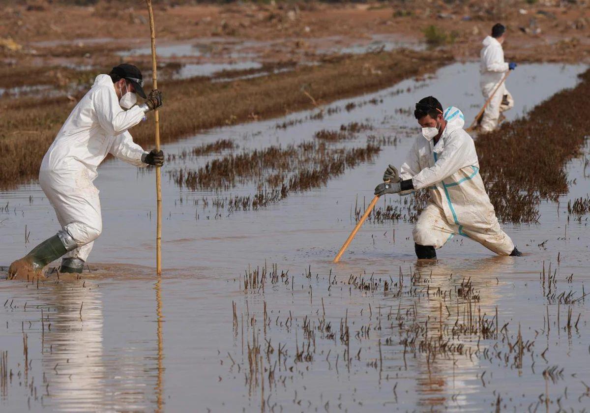 Efectivos peinan los arrozales, este sábado en la Albufera.