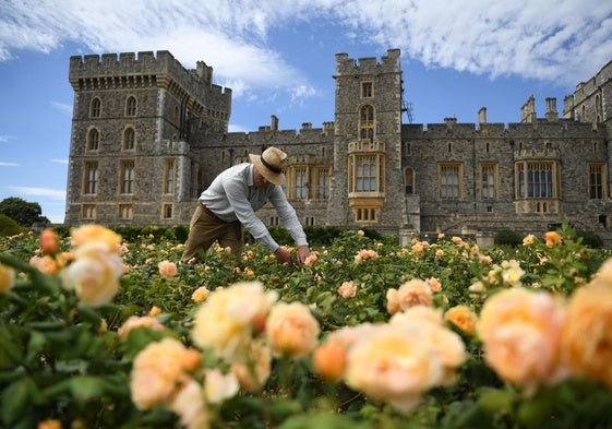 Un empleado hace labores de jardinería en el castillo de Windsor, en Londres.