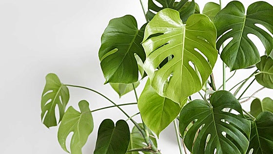 Estas plantas que tienes en casa son... tóxicas