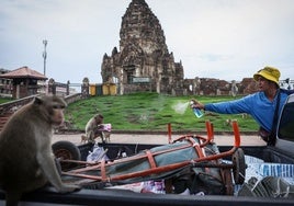 Los monos de la ciudad tailandesa de Lopburi causan incidentes a los habitantes y los turistas.