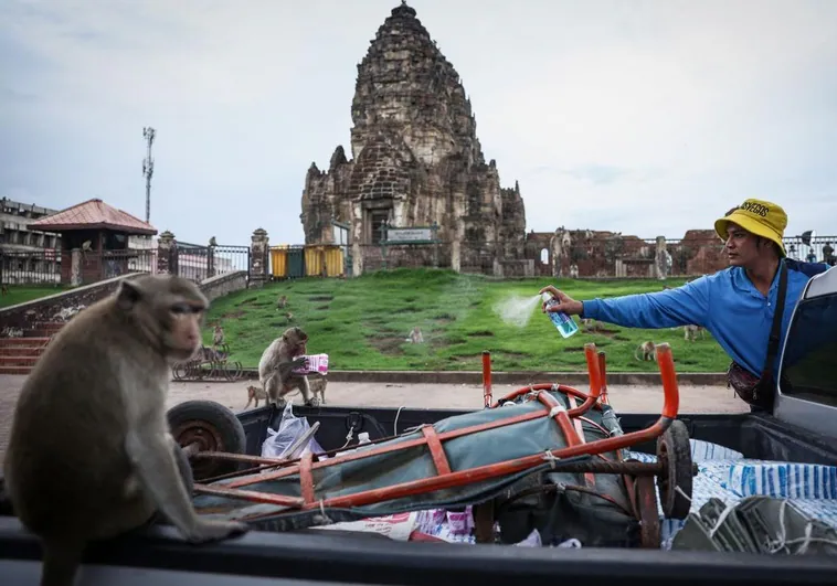 Doscientos monos fugitivos acorralan a unos policías en una comisaría en Tailandia