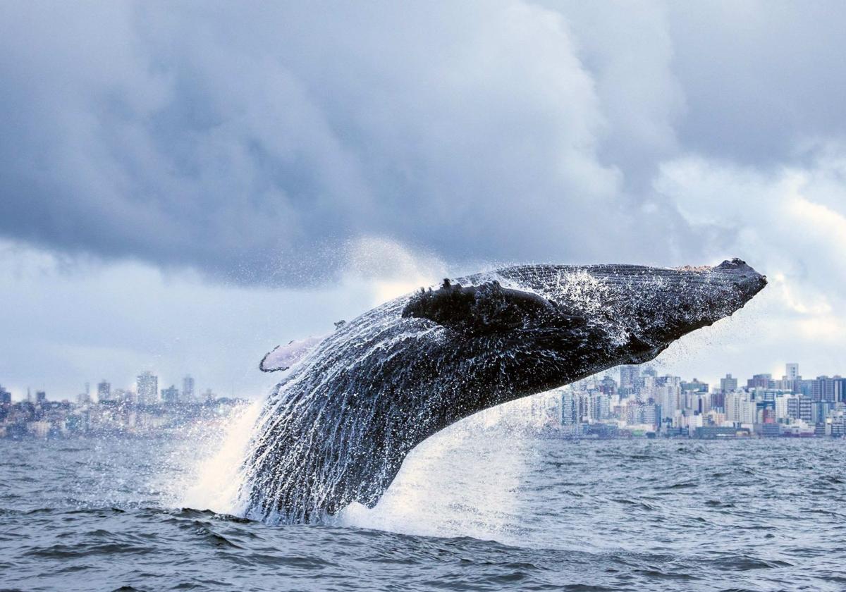 Las ballenas jorobadas son una de las especies amenazadas por los impactos con los cargueros.