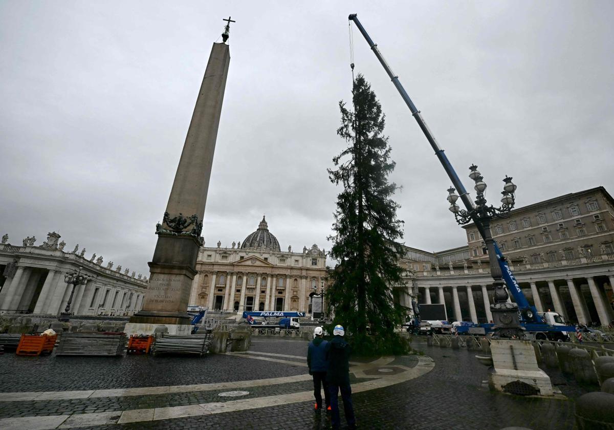 El árbol mide 30 metros de alto y pesa cinco toneladas.