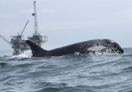 Las orcas son capaces de cazar cualquier animal del océano.