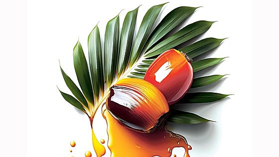 Aceite de palma hasta en las cremas: verdades y mentiras de este producto