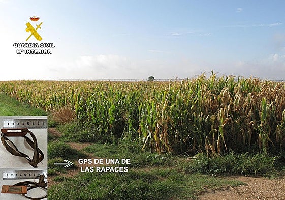 Imagen de la Guardia Civil.