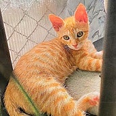 Una foto del gato Indy, cedida por la protectora de animales.