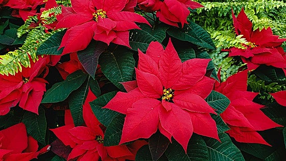 Flor de Pascua: Cuidados para mantenerla viva después de Navidad