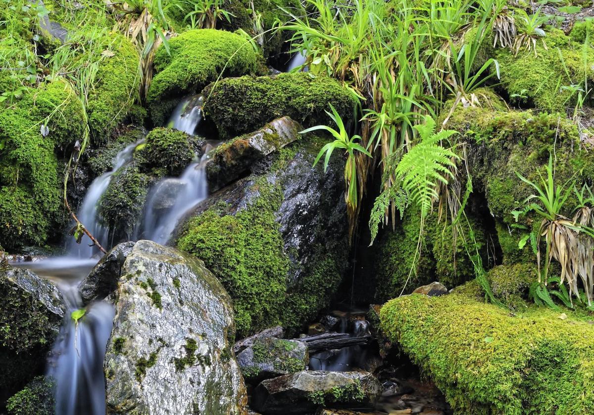 Bosque de rivera en Asturias.