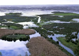 Comienza la reconversión a secano en Doñana con una inversión de 70.000 euros por hectárea