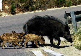 Jabalíes en una carretera.