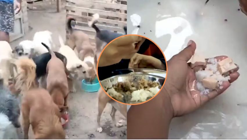 Lo que debía ser un alimento saludable para menores en situación de vulnerabilidad terminó en los platos de un refugio para perros.