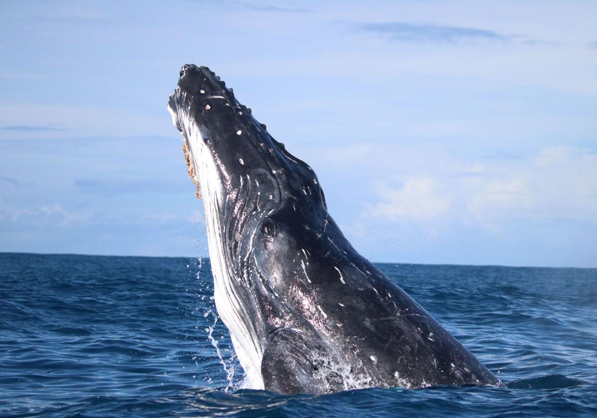 Una ballena jorobada, en las costas de Australia.