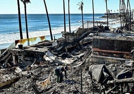 Un perro detector de cadáveres husmea entre los escombros de viviendas destruidas por el incendio de Palisades, en Los Ángeles.