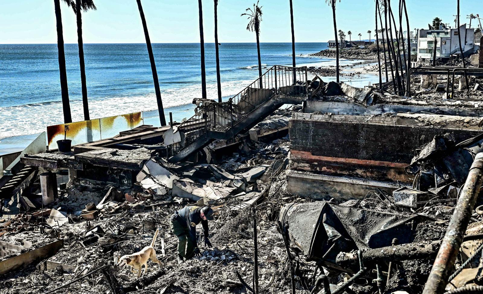 Un perro detector de cadáveres husmea entre los escombros de viviendas destruidas por el incendio de Palisades, en Los Ángeles.