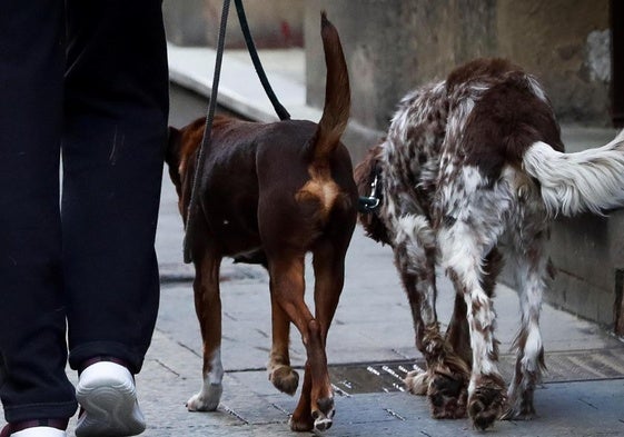 Dos perros en una imagen de archivo