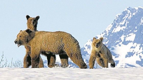 Matar osos y lobos en Alaska