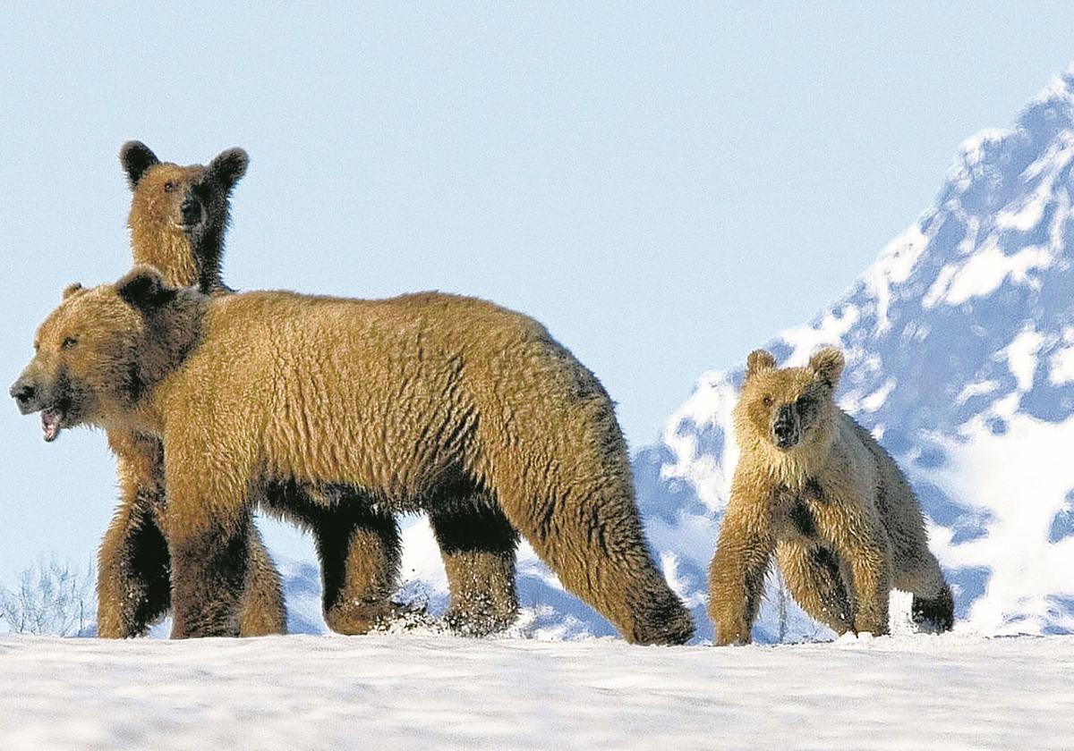 El año pasado más de cien osos, adultos y crías, perecieron por los disparos efectuados desde helicópteros.