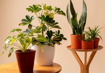 Cómo crear un ambiente natural y acogedor con plantas artificiales