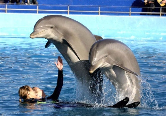 Dos adiestradoras, con delfines en el zoo de Madrid.