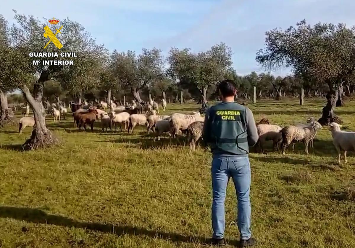 Imagen de uno de los agentes durante la investigación.