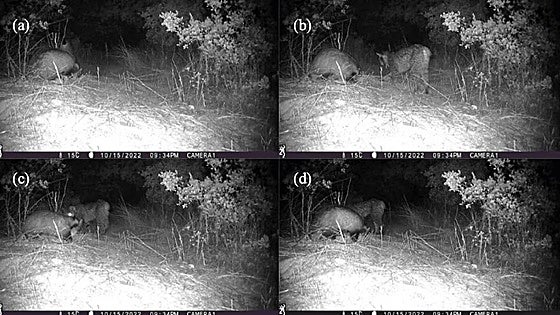 Un estudio científico demuestra que el lince y el tejón colaboran en sus cacerías
