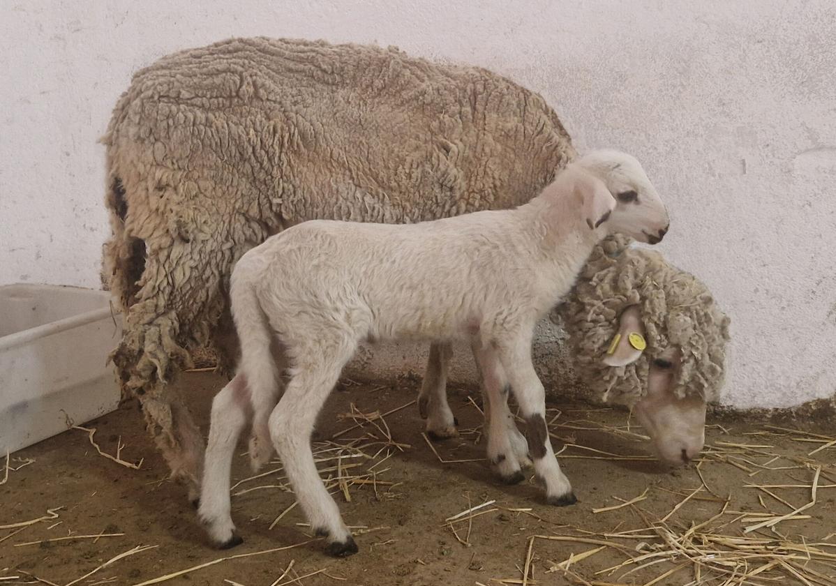 Crece el rechazo entre los españoles a la experimentación con animales para fines científicos