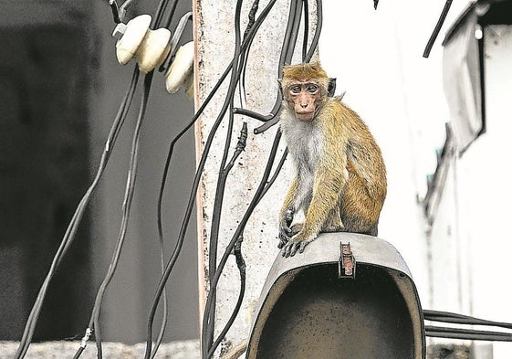 Un mono juega con los cables eléctricos aéreos en una calle de la ciudad de Anuradhapura,en Sri Lanka.