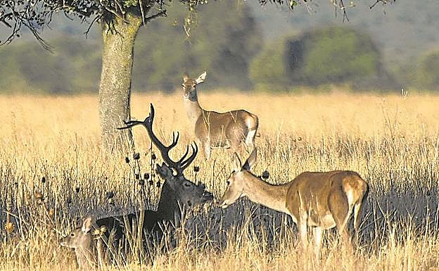 Europa suma cerca de doce millones de ciervos.