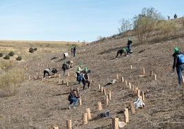 Voluntarios durante la plantación