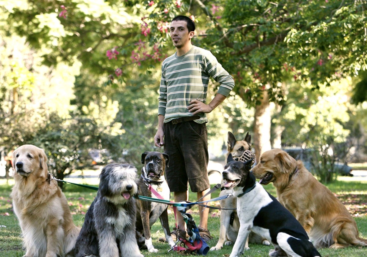 Un cuidador pasea a un grupo de perros por un parque.