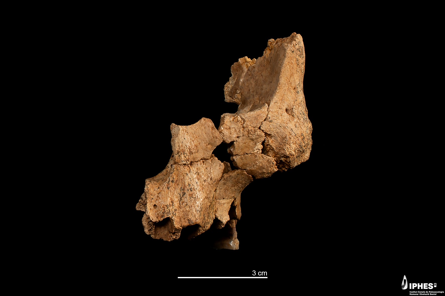 Imagen del fósil encontrado en Atapuerca.