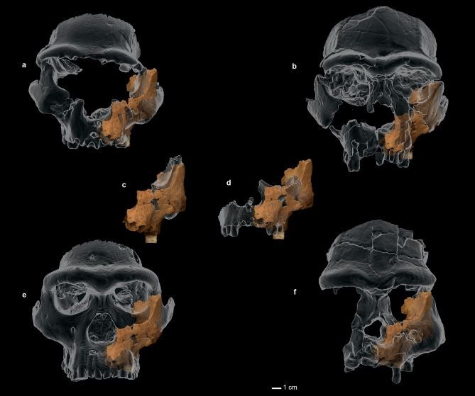 Reconstrucción 3D del homínido más antiguo de Europa Occidental.