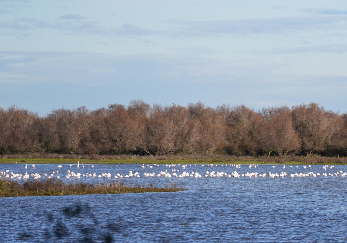 Imagen de archivo de una laguna de Doñana llena de flamencos.