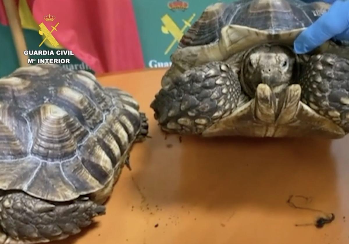 Trece investigados por tráfico ilícito de especies animales en España