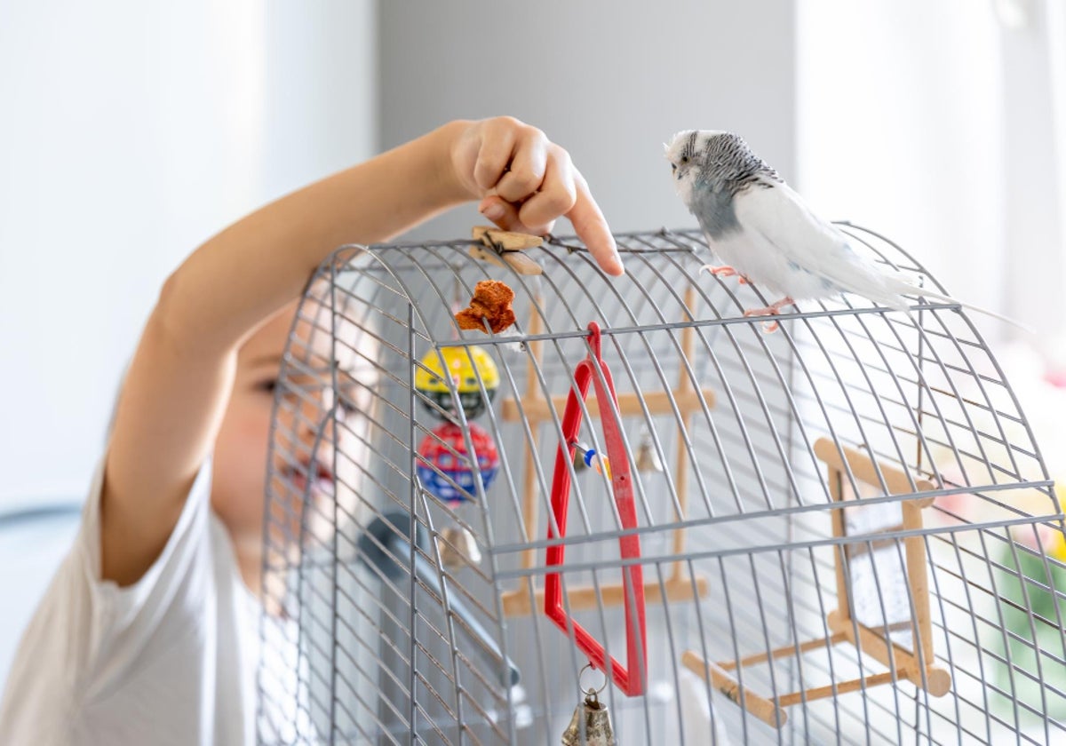 Los mejores juguetes para pajaritos domésticos. ¡Diviértete con ellos!