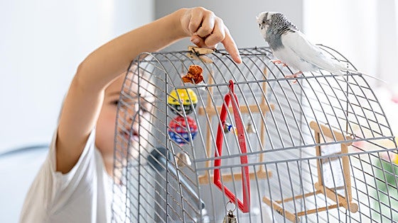 Los mejores juguetes para  pajaritos domésticos. ¡Diviértete con ellos!