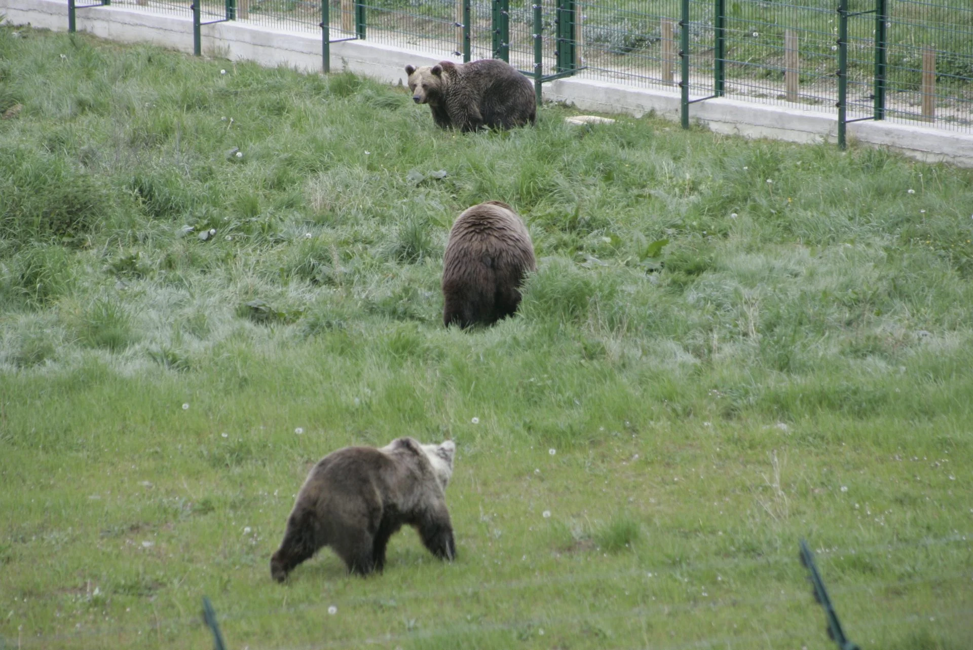 Muere Paca, símbolo de recuperación del oso pardo en España junto a Furaco y Tola