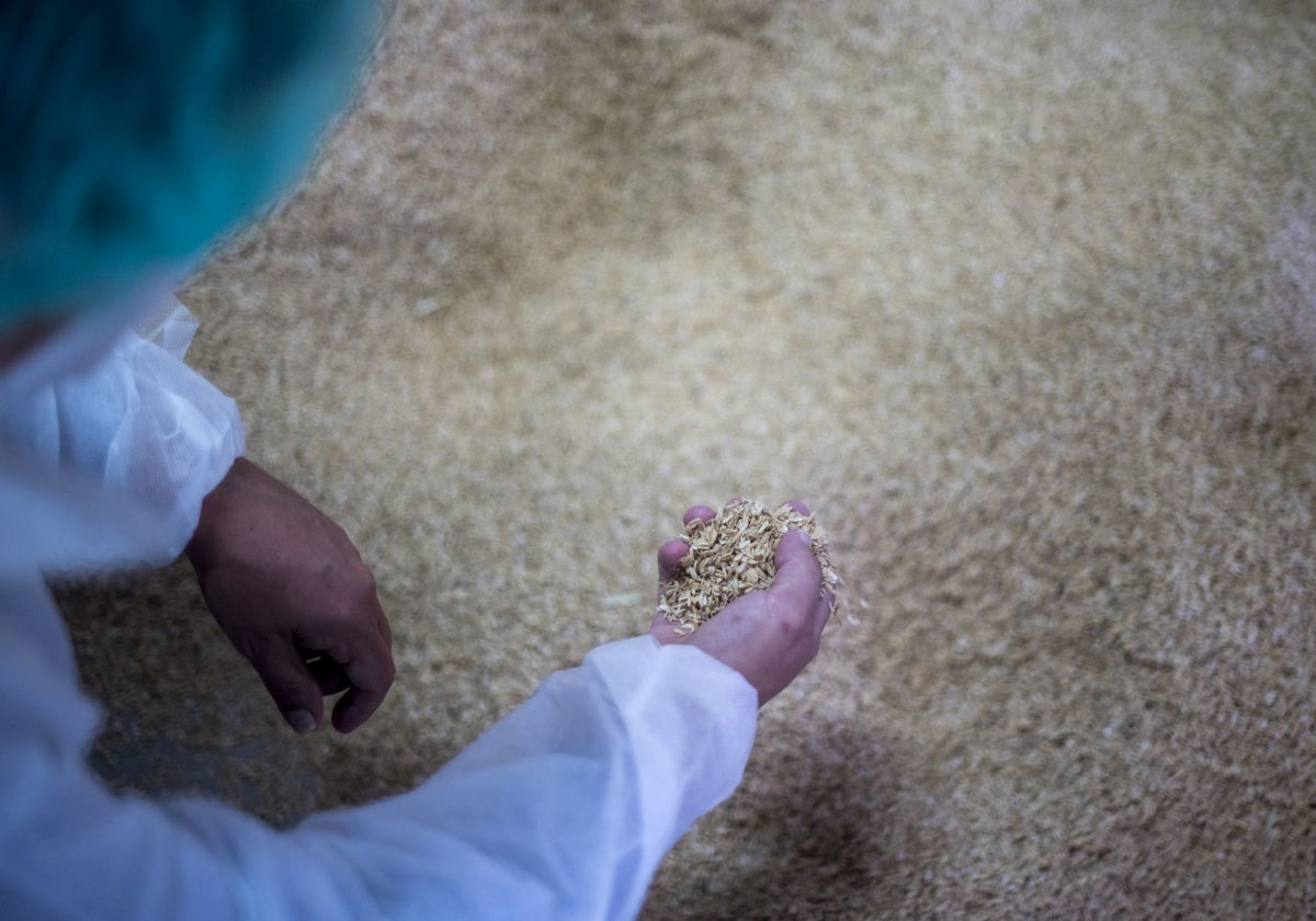 Cáscara de arroz como materia prima
